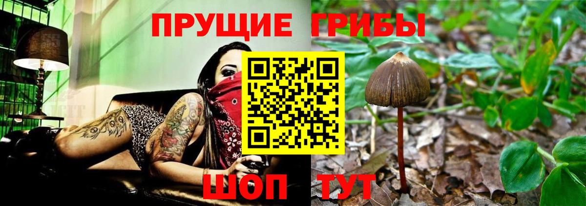 Лабинск  Псилоцибиновые грибы Psilocybine cubensis  Вход с VPN 